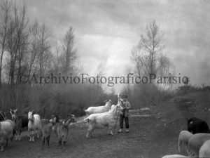 Giovane pastore con gregge all’abbeverata - 1923 ca. Negativo al bromuro d’argento 9x12