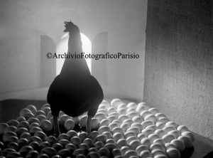 Centocinquanta, la gallina canta 1930 ca. - Lastra al bromuro d’argento 18x24